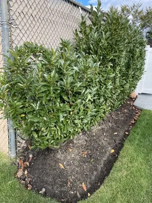 Alex & Sam Landscaping Logo