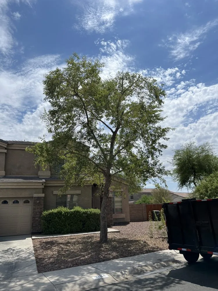 Professional landscape design in Mesa, AZ by Alex and sons palm and Tree services