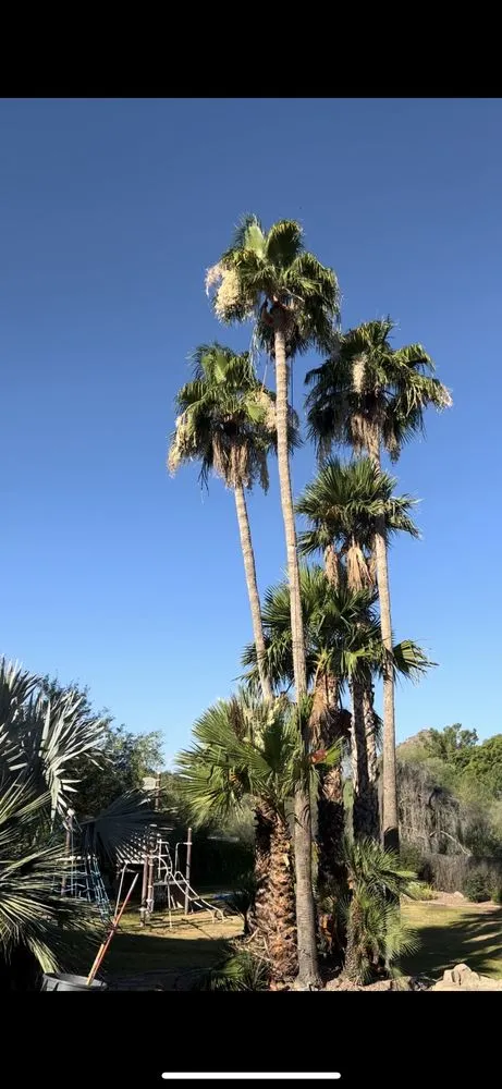 Top-rated garden landscaping for year-round maintenance in Mesa, AZ by Alex and sons palm and Tree services