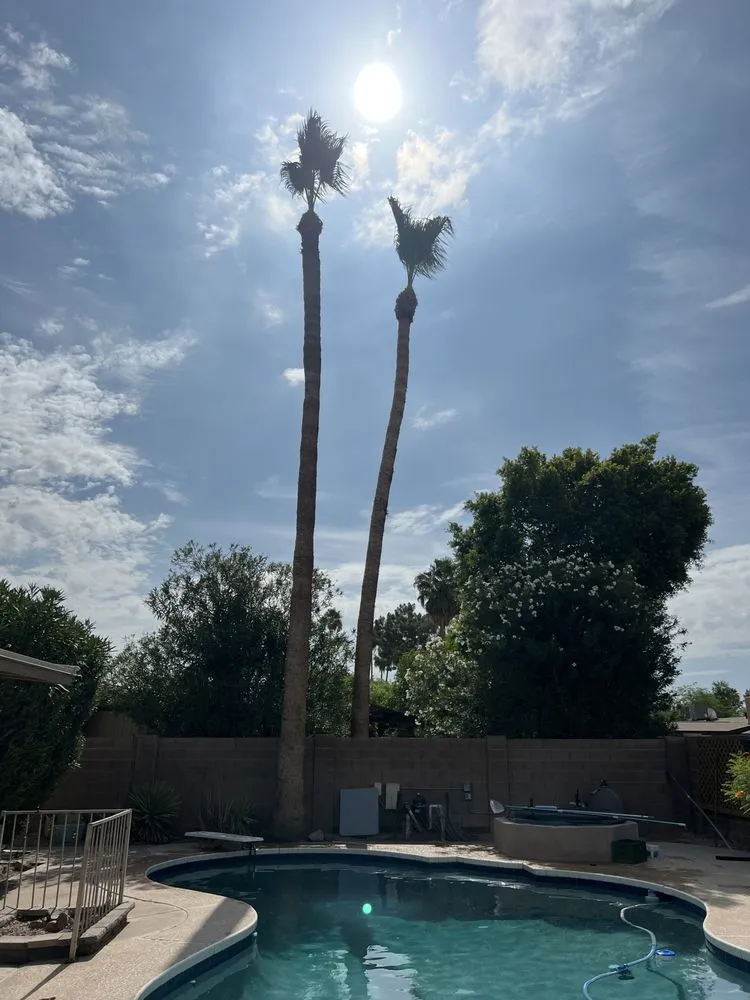 Custom landscaping services near you in Mesa, AZ by Alex and sons palm and Tree services