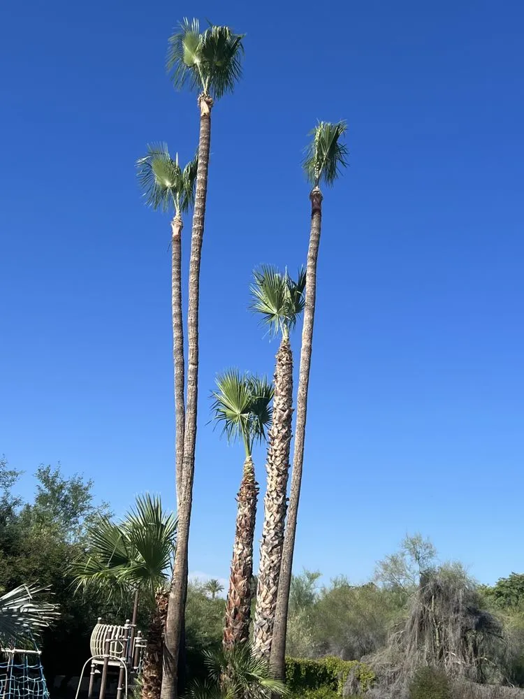 Expert landscape design for beautiful yards in Mesa, AZ by Alex and sons palm and Tree services