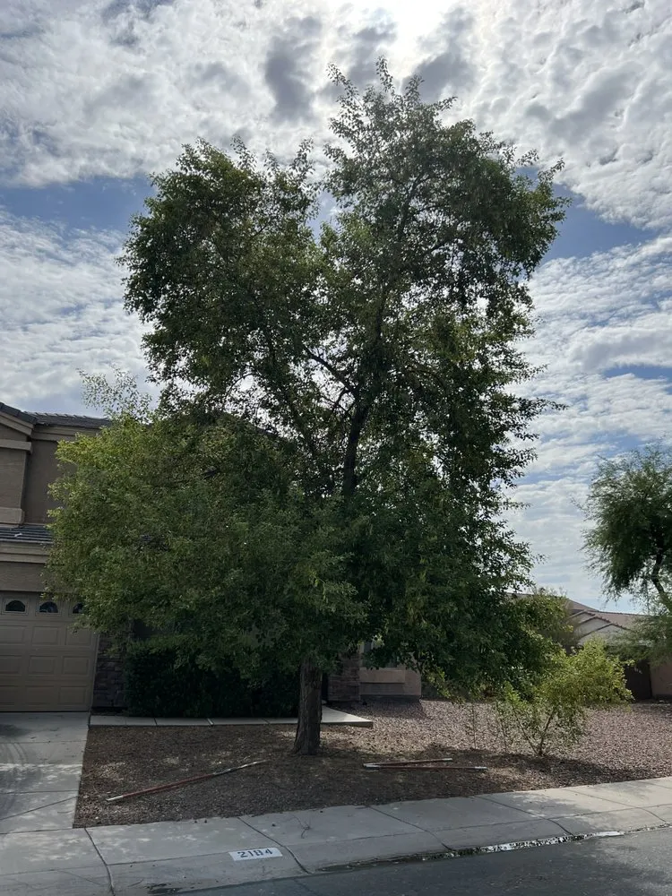 Affordable lawn mowing service for homes across Mesa, AZ - Alex and sons palm and Tree services