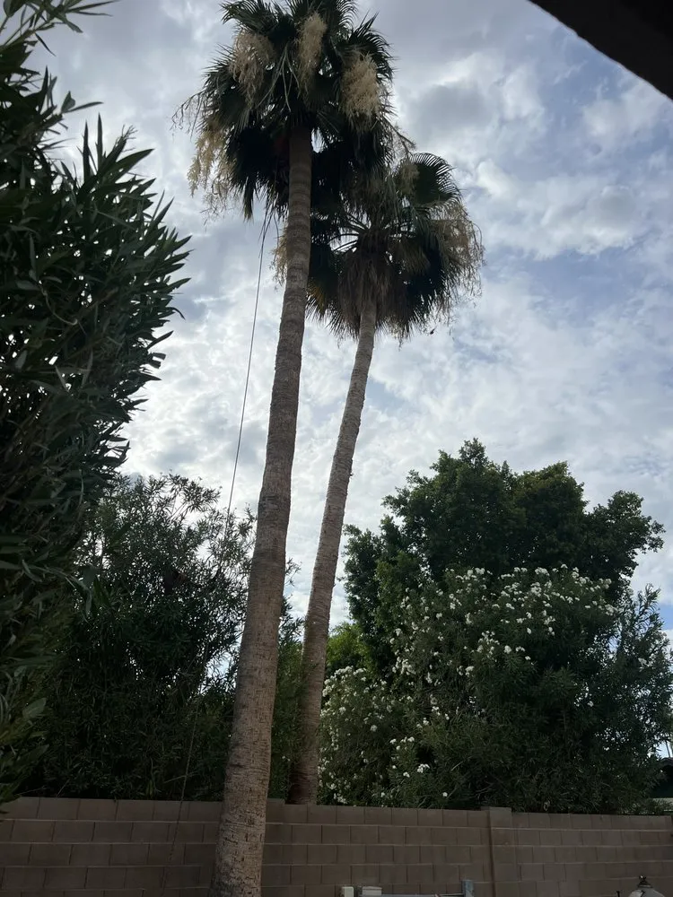 Affordable landscaping services for outdoor upgrades in Mesa, AZ by Alex and sons palm and Tree services