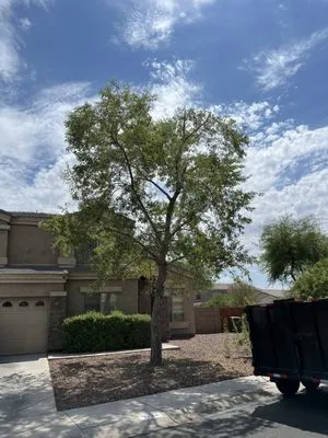 Alex and sons palm and Tree services Logo