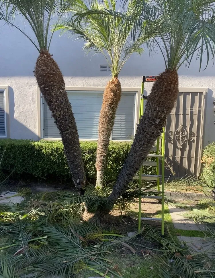 Affordable residential landscaping in Inglewood, CA by Alex Gardening Services