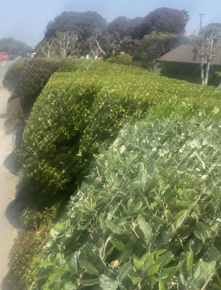 Professional residential landscaping in Inglewood, CA - Alex Gardening Services