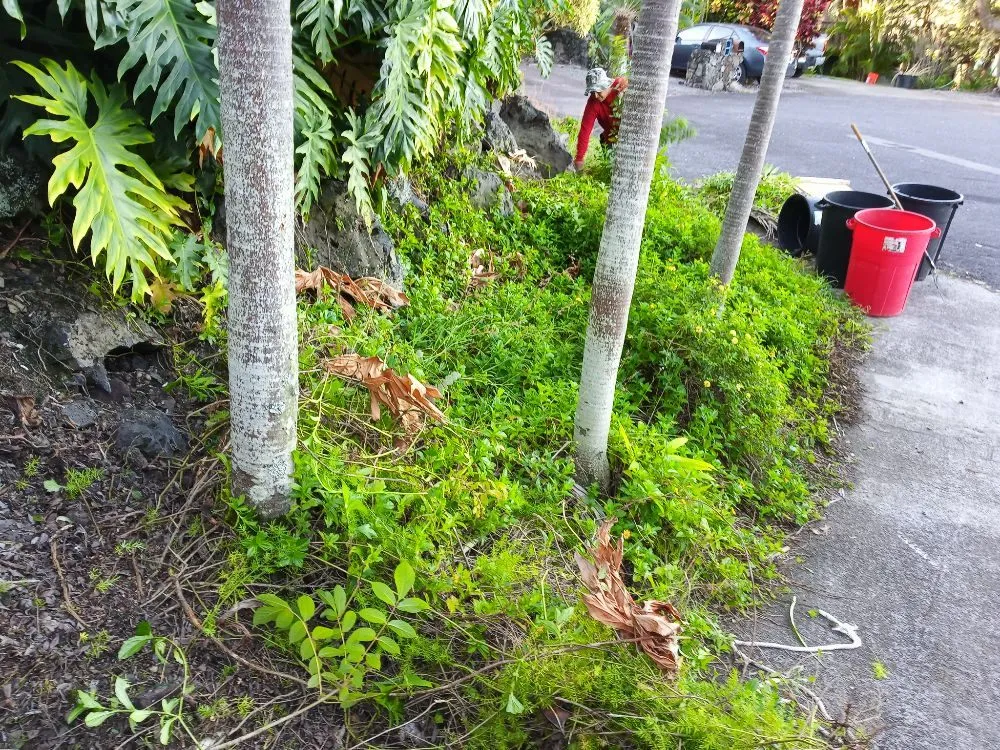 Reliable landscape installation experts serving Holualoa, HI - Alex Landscapes