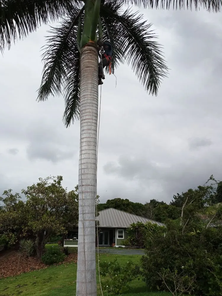 Custom outdoor landscaping experts serving Holualoa, HI - Alex Landscapes