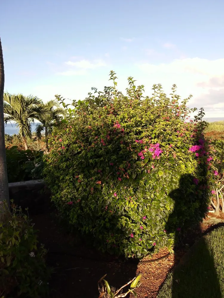 Trusted yard maintenance for residential properties across Holualoa, HI - Alex Landscapes