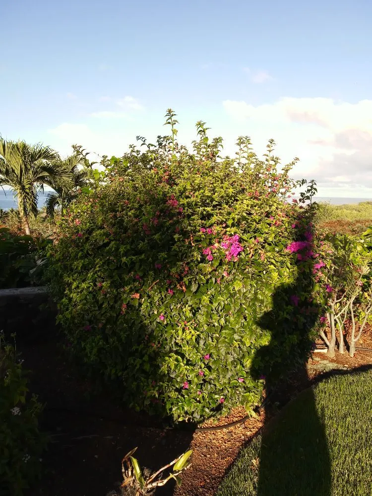 Expert garden landscaping for beautiful yards in Holualoa, HI by Alex Landscapes