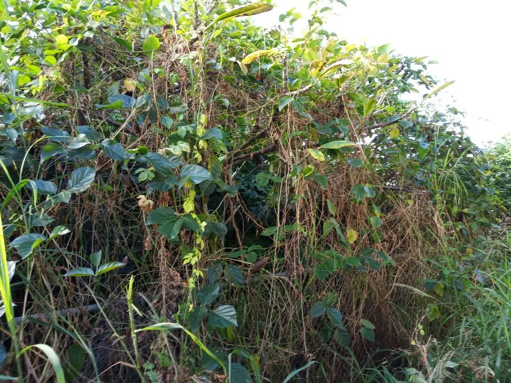 Custom landscaping services in Holualoa, HI by Alex Landscapes