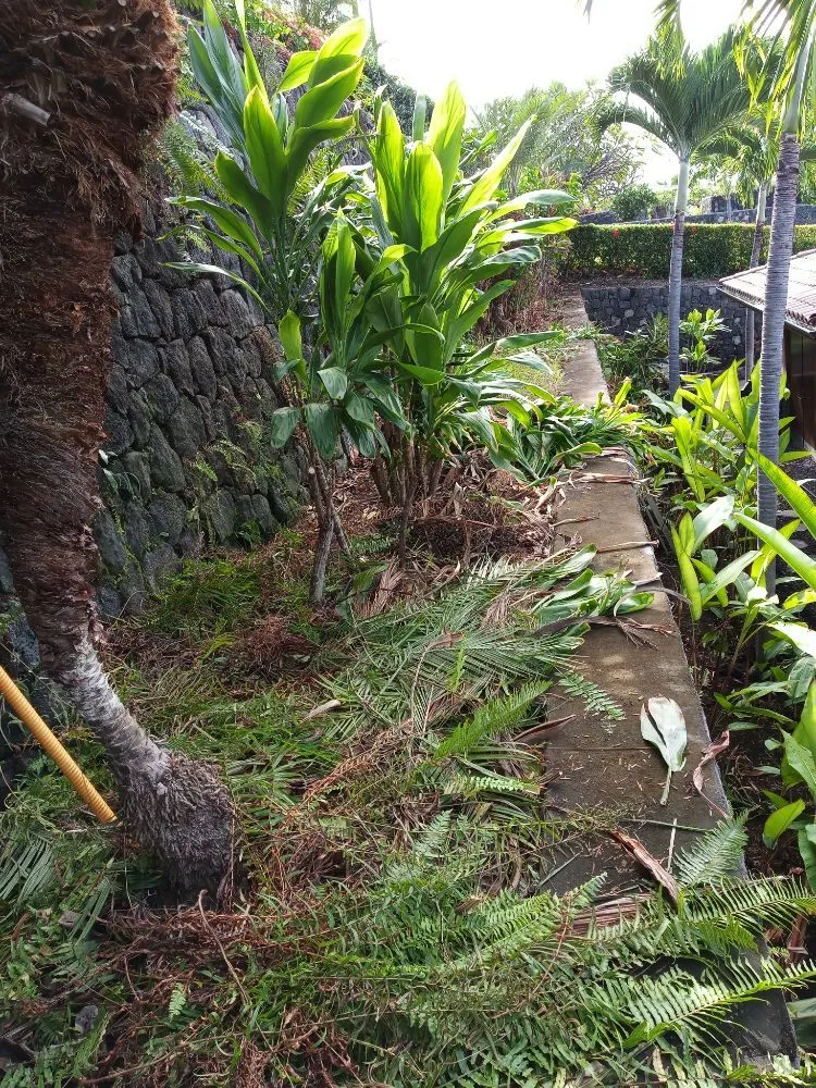 Expert residential landscaping in Holualoa, HI by Alex Landscapes