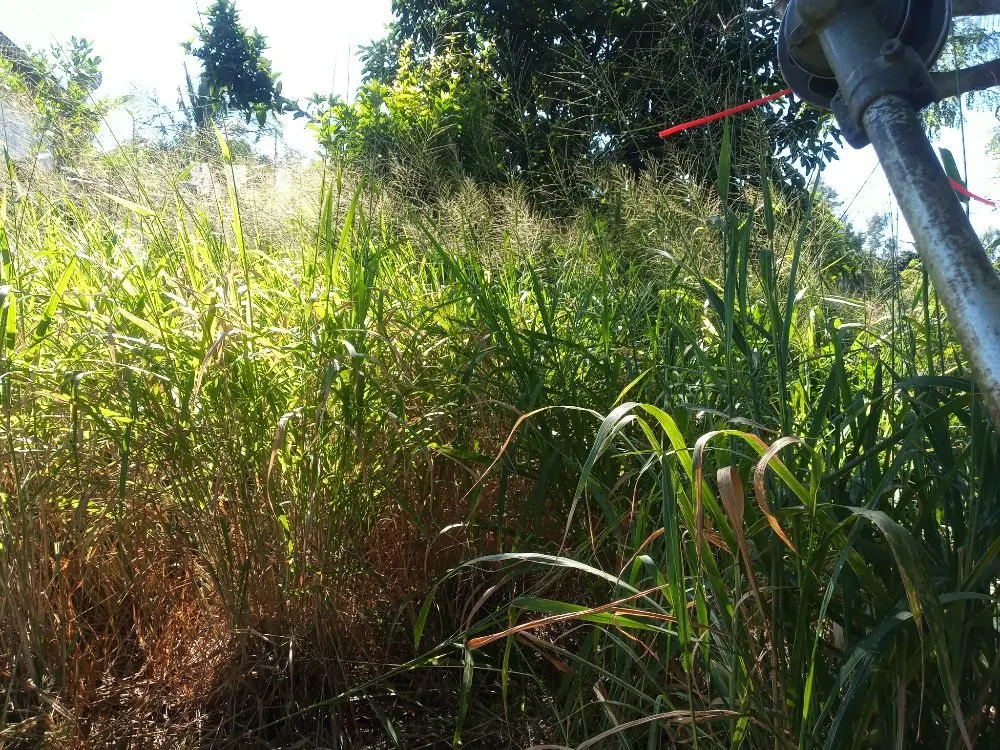 Reliable yard cleanup service in Holualoa, HI by Alex Landscapes