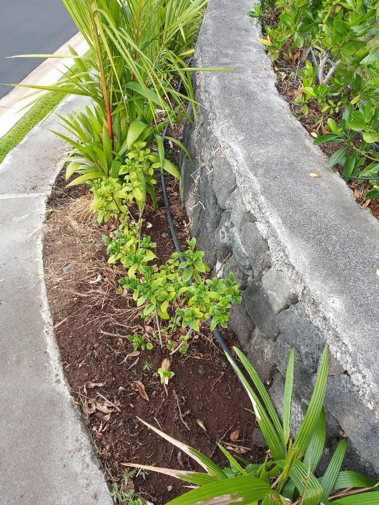 Trusted residential landscaping experts serving Holualoa, HI - Alex Landscapes