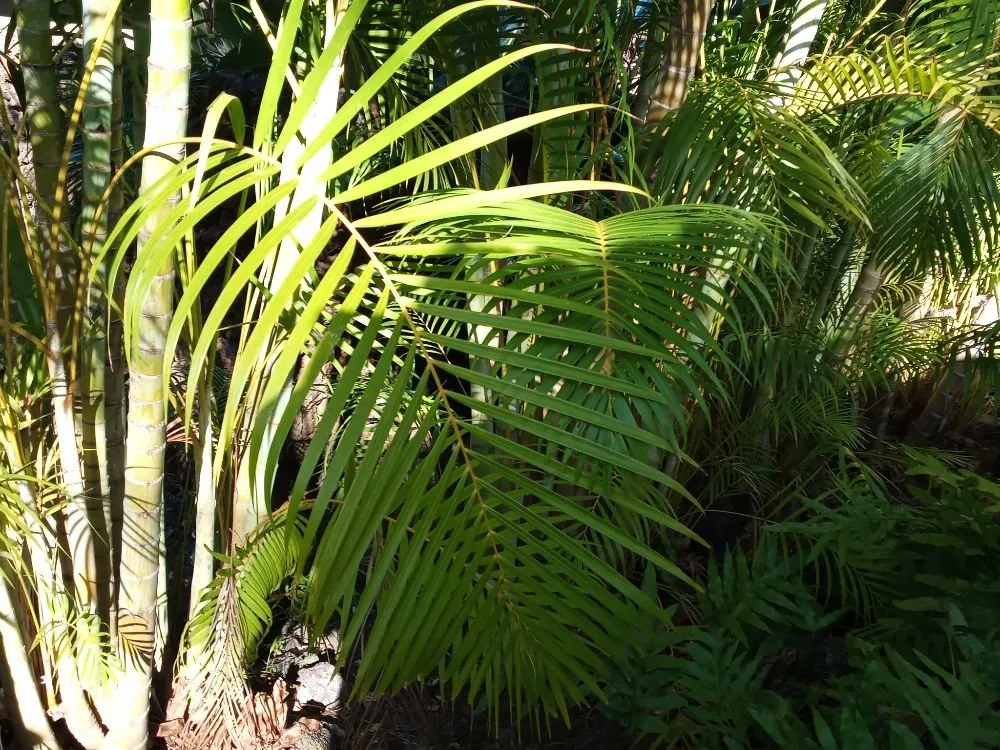 Reliable outdoor landscaping in Holualoa, HI - Alex Landscapes