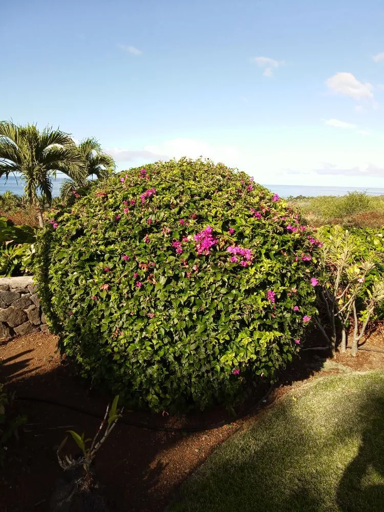 Custom yard maintenance in Holualoa, HI by Alex Landscapes