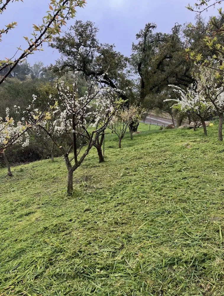 Affordable garden landscaping for outdoor upgrades across Santa Rosa, CA - Alex Landscaping And Maintenance