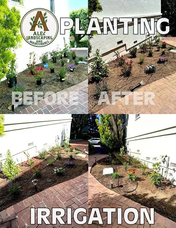 Affordable yard maintenance for residential properties in Santa Rosa, CA by Alex Landscaping And Maintenance