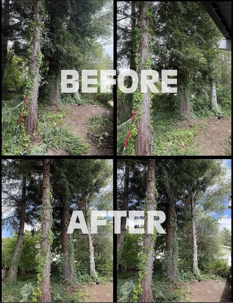 Affordable lawn mowing service experts serving Santa Rosa, CA - Alex Landscaping And Maintenance