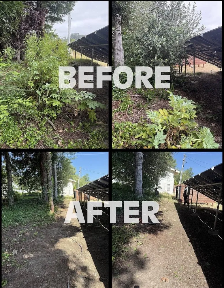 Trusted residential landscaping experts serving Santa Rosa, CA - Alex Landscaping And Maintenance