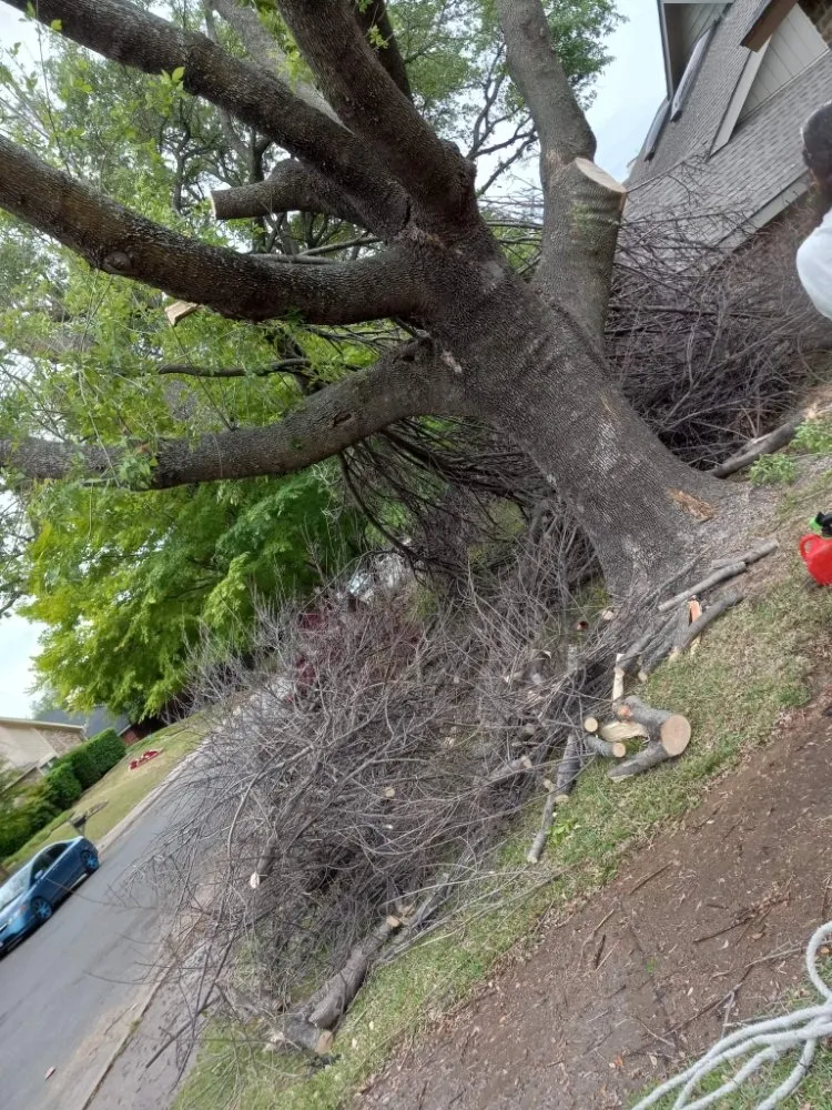 Custom yard cleanup service experts serving Kaufman, TX - Alex Landscaping