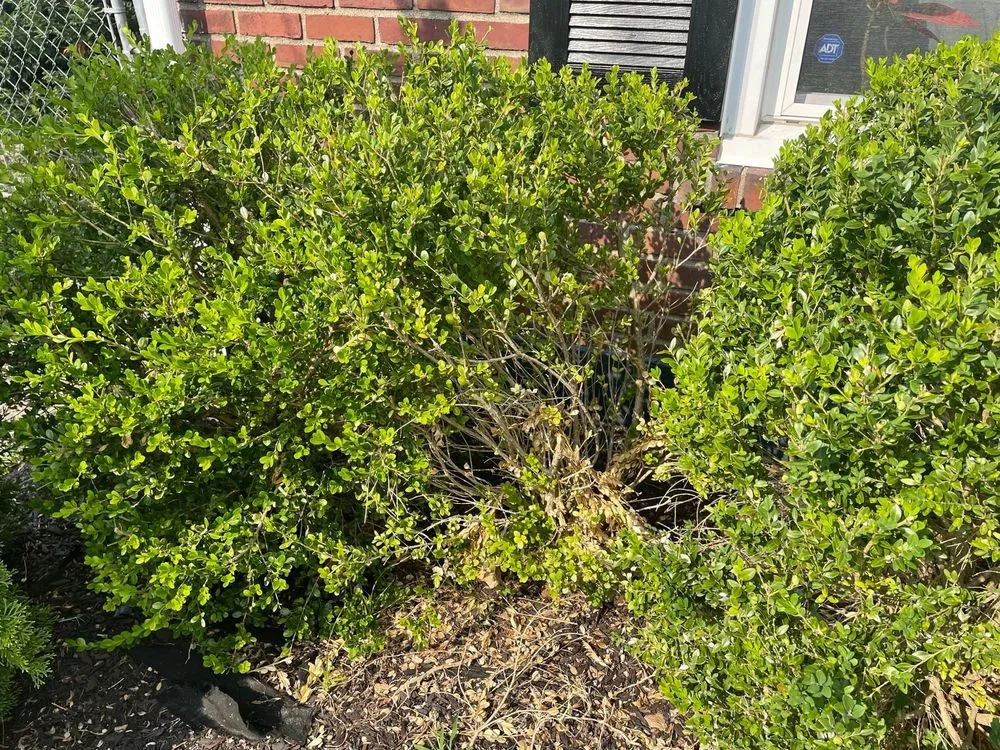 Reliable outdoor landscaping for residential properties in Louisville, KY by Alex Landscaping