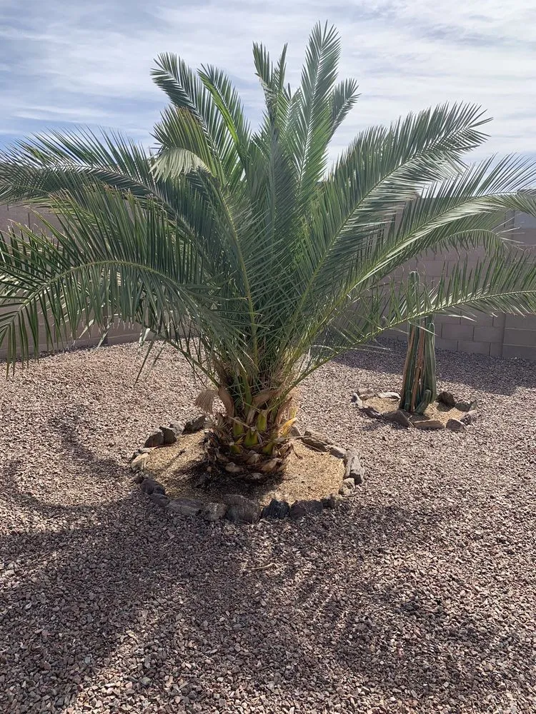 Trusted lawn mowing service near you across Buckeye, AZ - Alex Landscaping Services