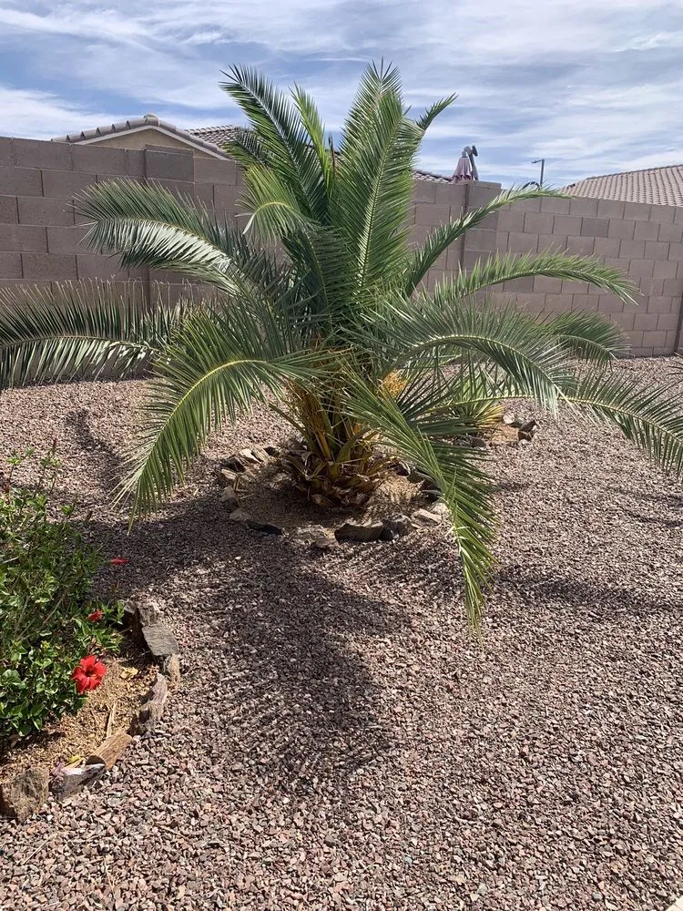 Professional yard cleanup service in Buckeye, AZ - Alex Landscaping Services