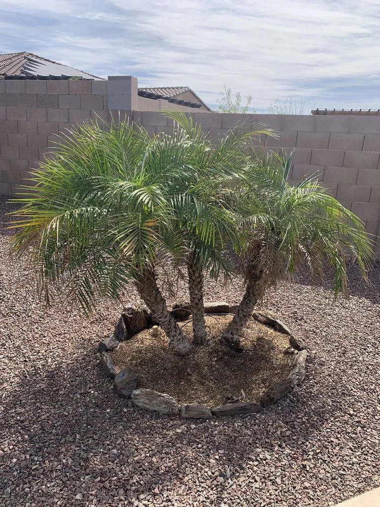 Expert yard maintenance in Buckeye, AZ - Alex Landscaping Services