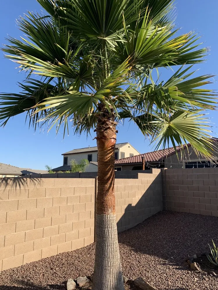 Reliable yard maintenance experts serving Buckeye, AZ - Alex Landscaping Services