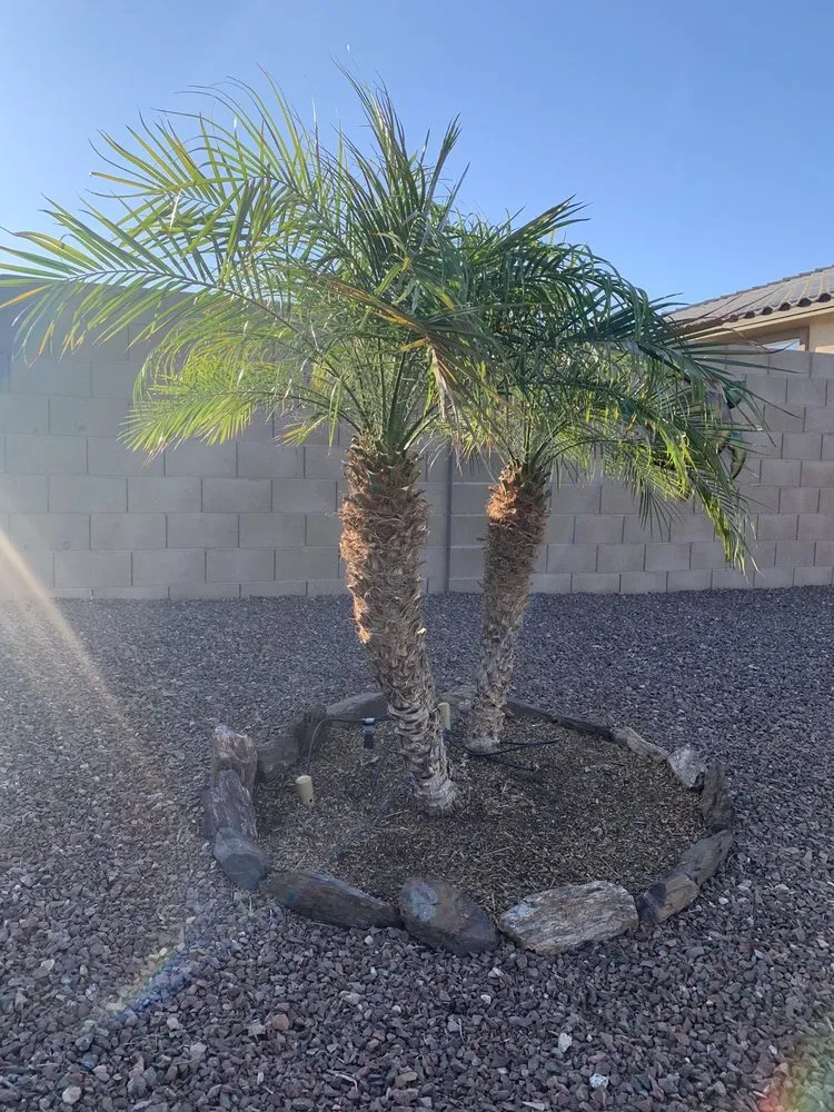 Professional lawn mowing service for residential properties in Buckeye, AZ by Alex Landscaping Services