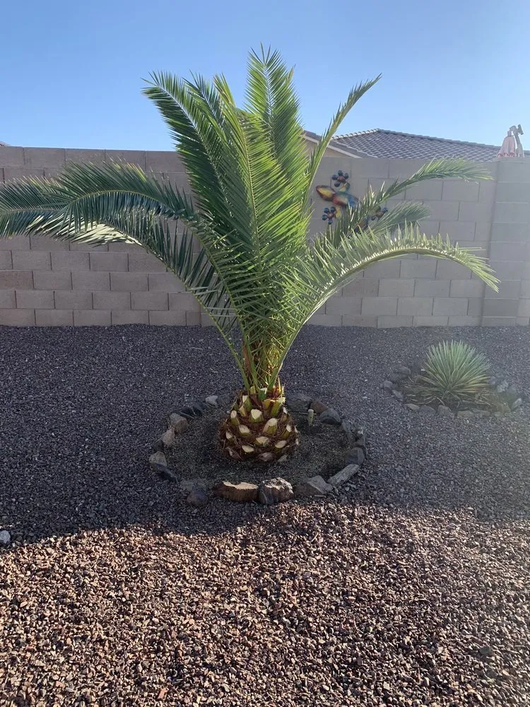 Top-rated residential landscaping for outdoor upgrades across Buckeye, AZ - Alex Landscaping Services