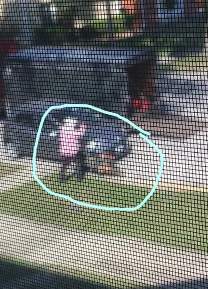 Reliable landscaping services in Morton Grove, IL by Alex Magdaleno Landscaping