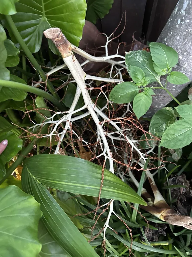 Affordable landscape installation for homes across Hialeah, FL - Alex Molina Landscaping