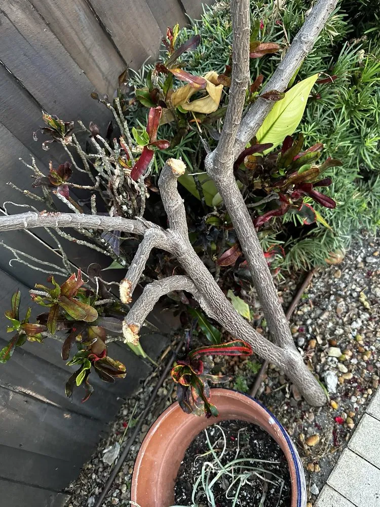 Expert residential landscaping for outdoor upgrades in Hialeah, FL by Alex Molina Landscaping