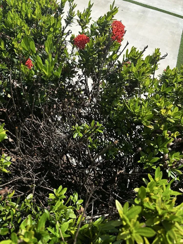 Reliable residential landscaping for outdoor upgrades across Hialeah, FL - Alex Molina Landscaping