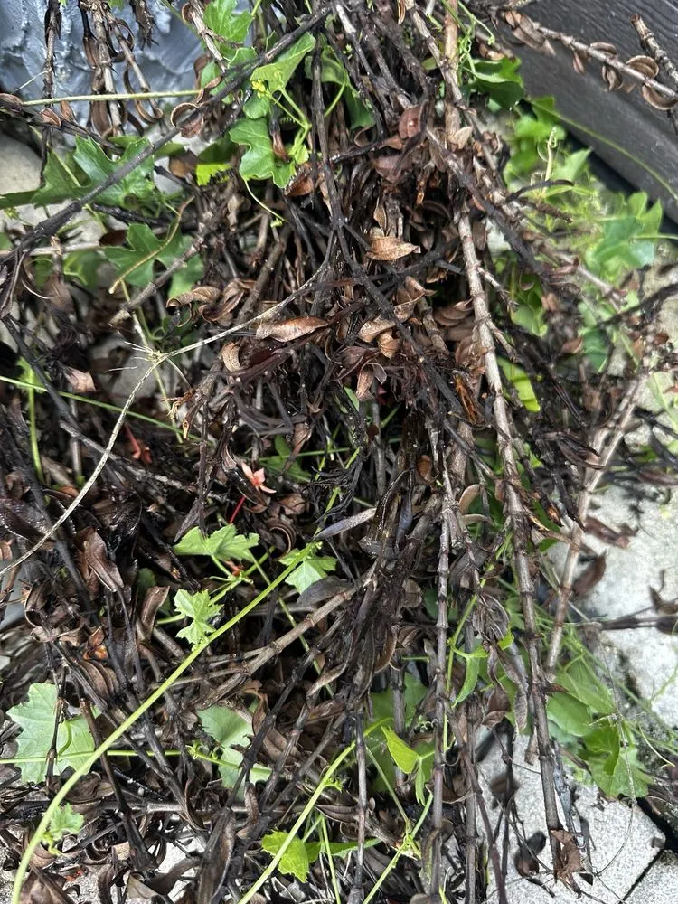 Top-rated residential landscaping near you in Hialeah, FL by Alex Molina Landscaping