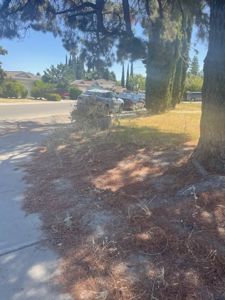 Affordable yard maintenance in Stockton, CA - Alex N Lucia Lawn N Junk Removal Services