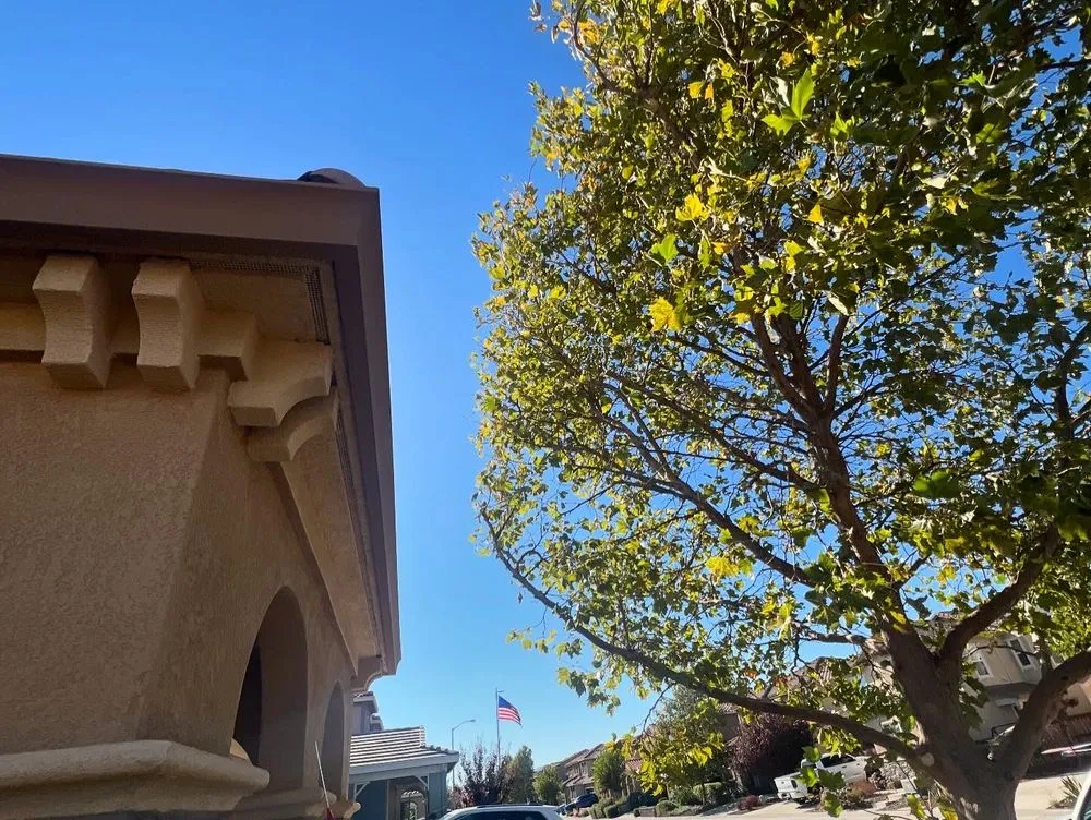 Professional yard cleanup service in Fairfield, CA by Alex Tree & Landscape Service