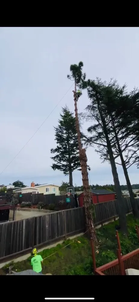 Reliable garden landscaping experts serving Fairfield, CA - Alex Tree & Landscape Service