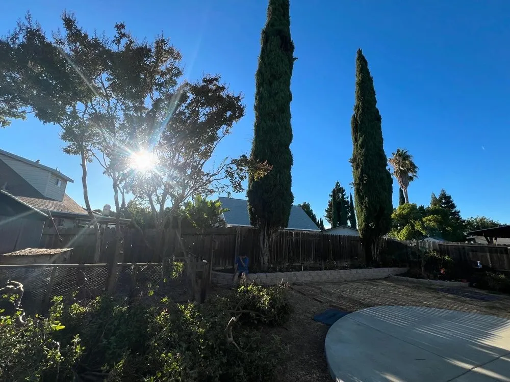 Trusted lawn care service in Fairfield, CA by Alex Tree & Landscape Service