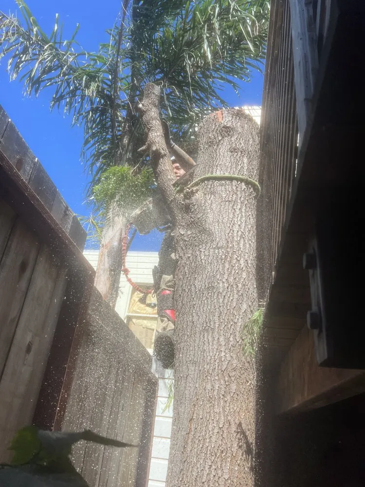 Local garden landscaping in Fairfield, CA by Alex Tree & Landscape Service