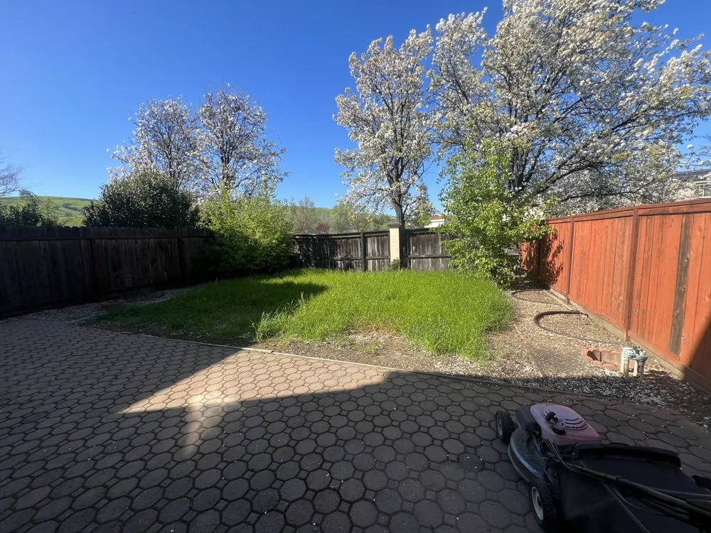 Professional yard cleanup service in Fairfield, CA by Alex Tree & Landscape Service