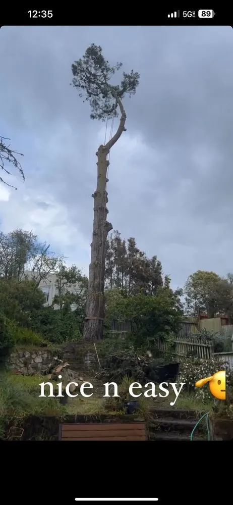 Local lawn care service with custom design across Fairfield, CA - Alex Tree & Landscape Service