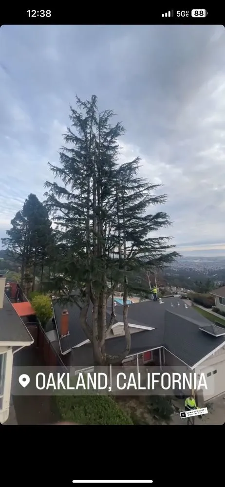 Reliable landscaping services for outdoor upgrades across Fairfield, CA - Alex Tree & Landscape Service