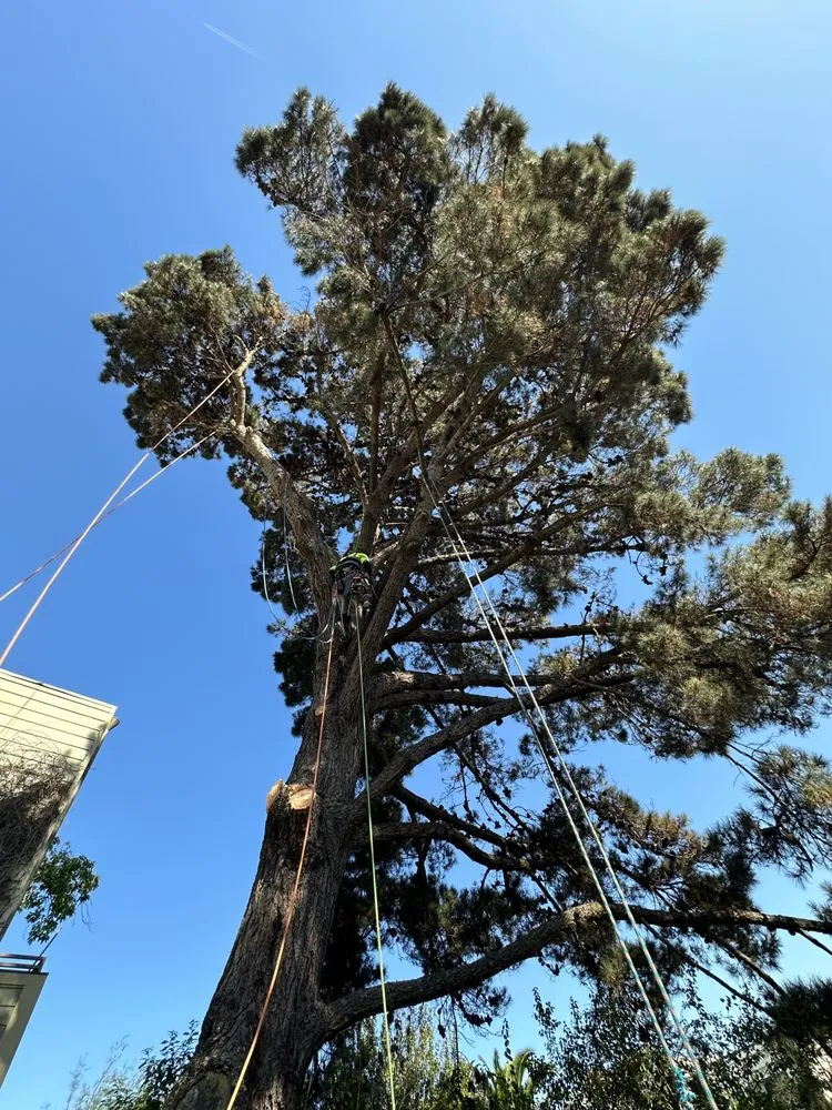 Affordable garden landscaping in Fairfield, CA - Alex Tree & Landscape Service