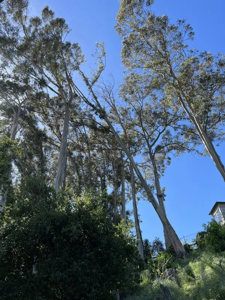 Expert yard cleanup service with custom design in Fairfield, CA by Alex Tree & Landscape Service