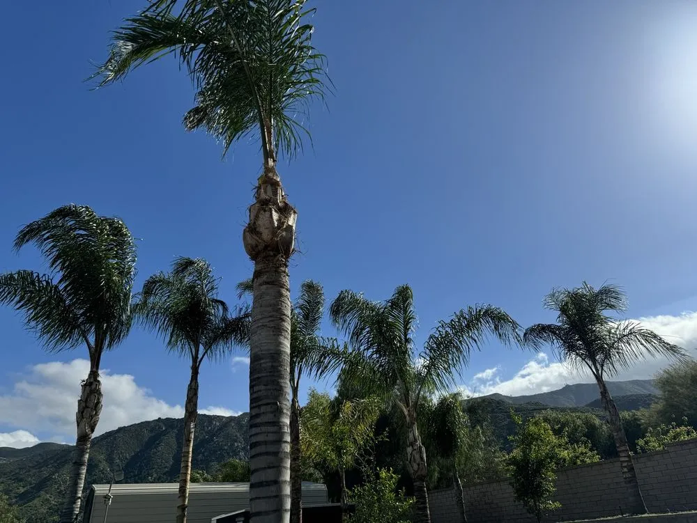 Local landscaping services in Lake Elsinore, CA by Alex Tree Service