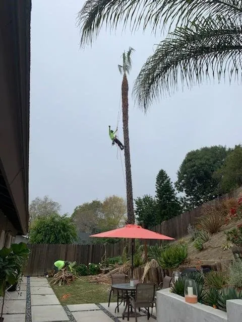 Professional lawn mowing service experts serving Lake Elsinore, CA - Alex Tree Service