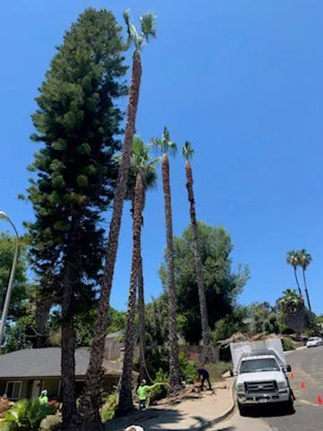 Expert landscape installation for beautiful yards in Lake Elsinore, CA by Alex Tree Service